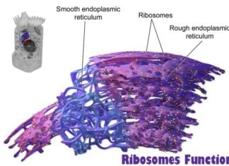 ribosomes function