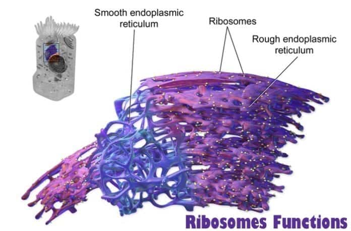 ribosomes function