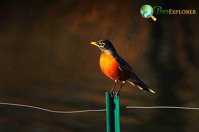 Robin In Animal Food Chain Robin In Animal Food Chain