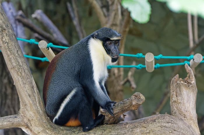 Roloway Monkey Roloway Monkey