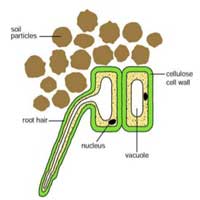 Root Hair Cell Root Hair Cell