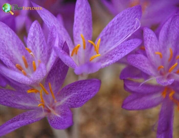 Saffron Crocus