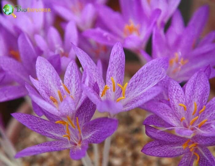 Saffron Crocus Flowers