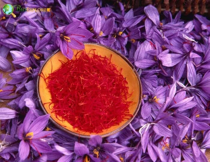 Saffron Flowers