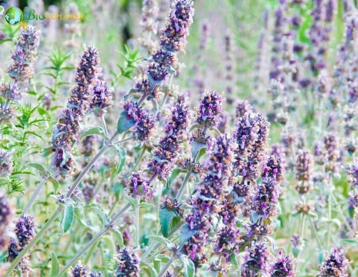 Sage Flowering Plants