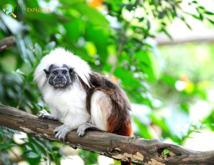 Saguinus Oedipus Saguinus Oedipus