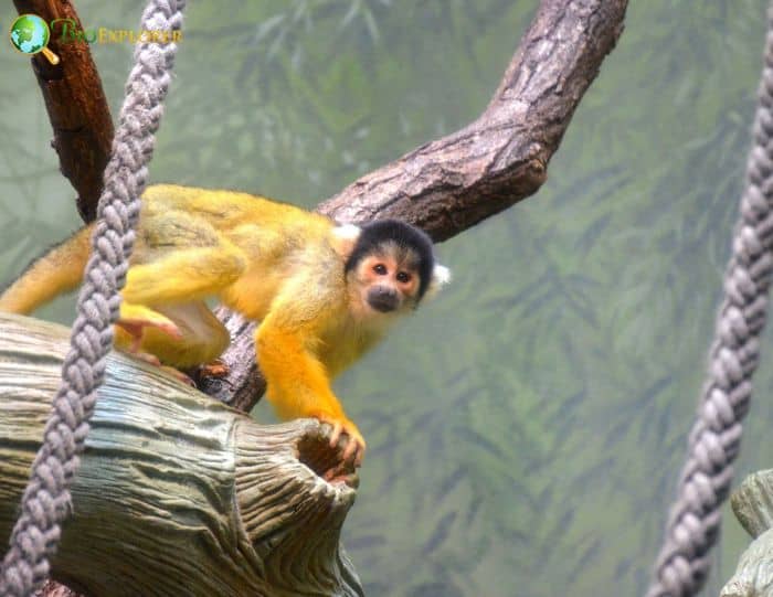 Saimiri Boliviensis Saimiri Boliviensis