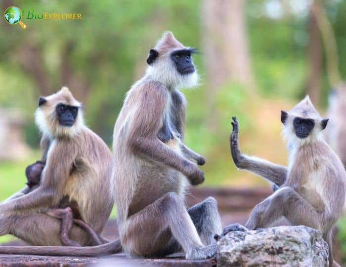Semnopithecus Entellus Semnopithecus Entellus