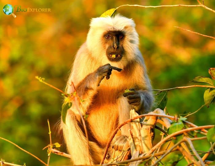 Semnopithecus Hector Semnopithecus Hector