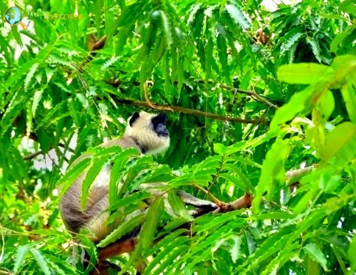 Semnopithecus Priam Semnopithecus Priam