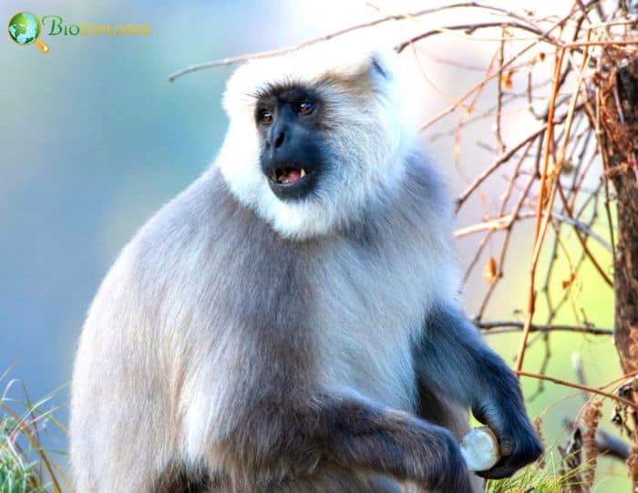 Semnopithecus Schistaceus Semnopithecus Schistaceus