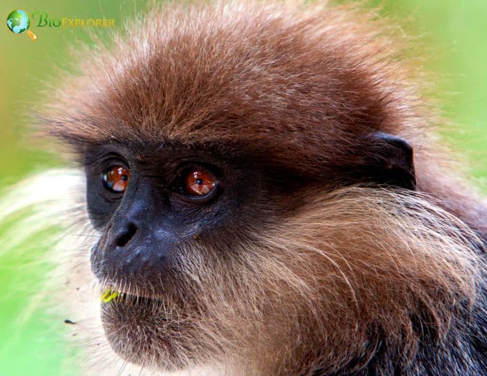 Semnopithecus Vetulus