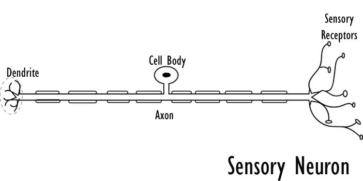 Sensory Neuron Diagram Sensory Neuron Diagram