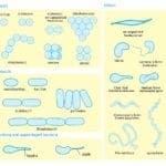 Welcome To Biology Explorer | Biology News | BioExplorer.net