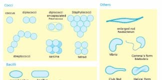Do Bacteria Have Nucleus? | Structure of Bacteria | Bio Explorer