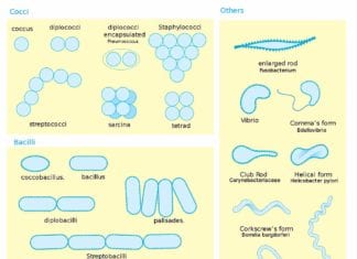 Shapes of Bacteria