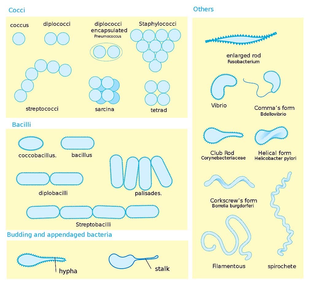 3 bacteria shapes 3 bacteria shapes