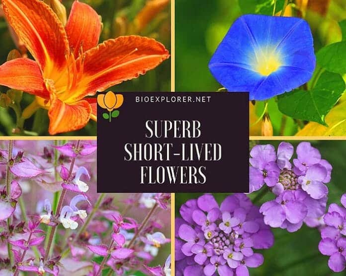 Top Short Lived Flowers Flowers with Short Lifespan Perennials