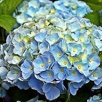 Shrub Flowers