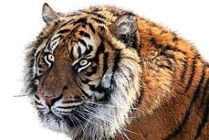 What Do Tigers Eat? | Explore Tiger Diets, Hunting & Eating Habits