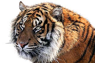 Siberian Tiger Diet Siberian Tiger Diet