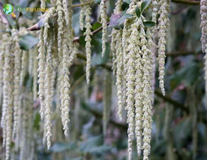 Silk Tassels Silk Tassels