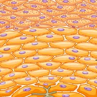 17 Differences Between Plant and Animal Cells | Plant Cell vs Animal Cell