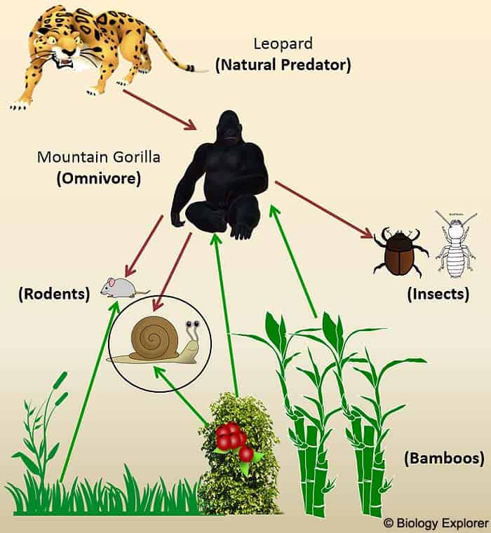Snail in Animal Food Chain Snail in Animal Food Chain