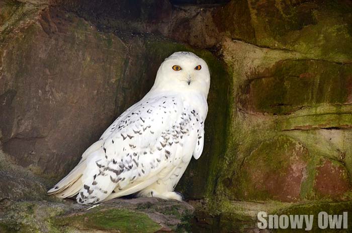 Snowy Owl Snowy Owl
