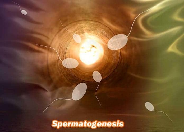 spermatogenesis spermatogenesis