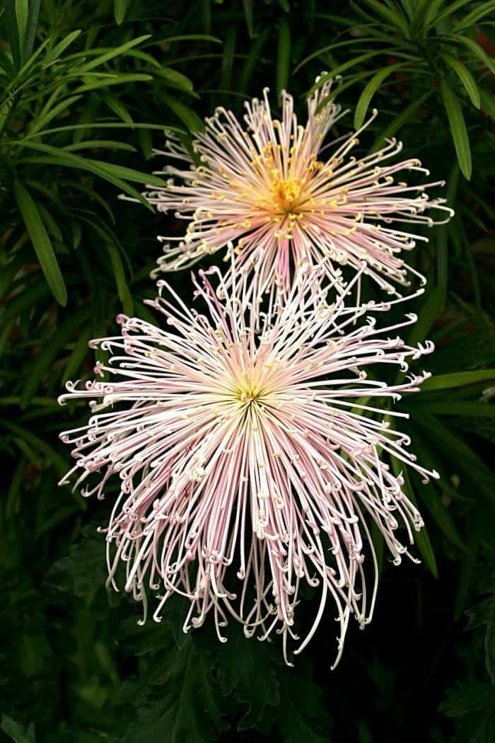 Spider Chrysanthemums