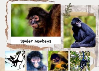 Spider Monkeys