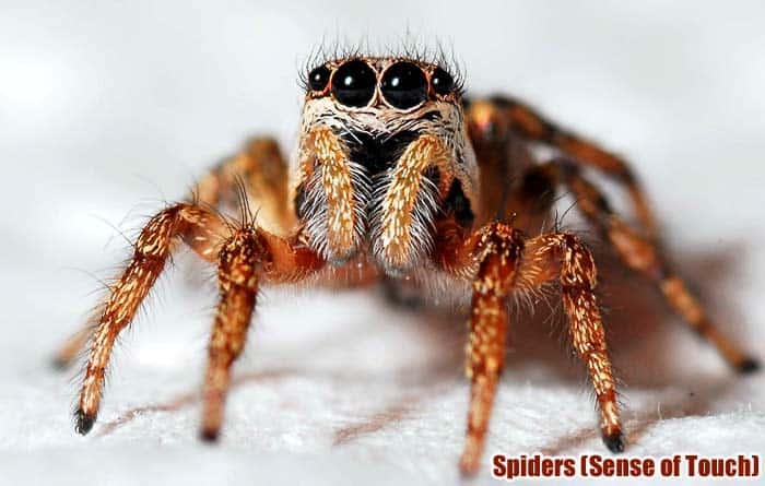 Top 11 Animals With Best Sensors (See, Hear, Smell, Taste & Feel) Top 11 Animals With Best Sensors (See, Hear, Smell, Taste & Feel)
