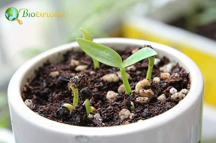 Spinach Spinach