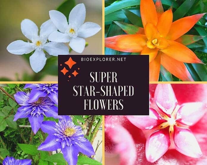 30+ StarShaped Flowers Flowers That Look Like Stars