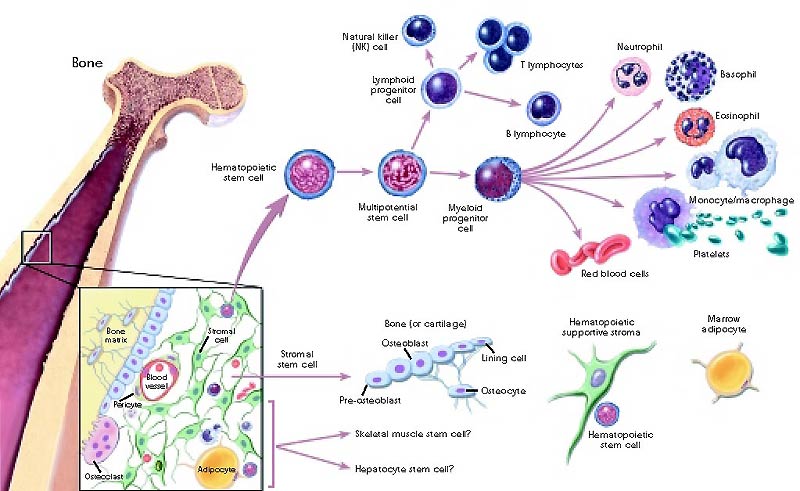 Stem Cells Classification