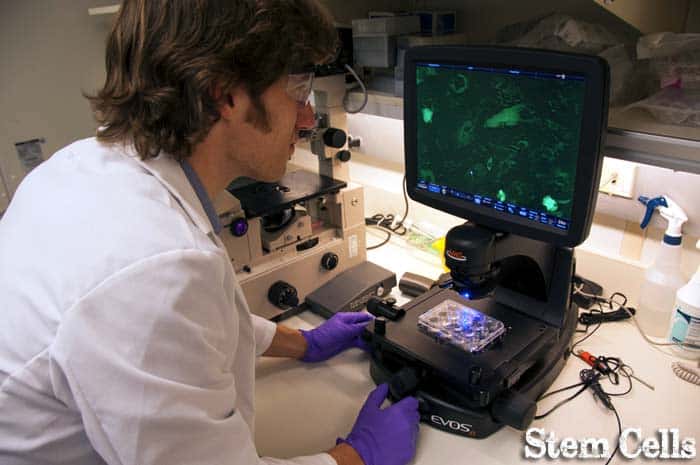 Stem Cells Stem Cells