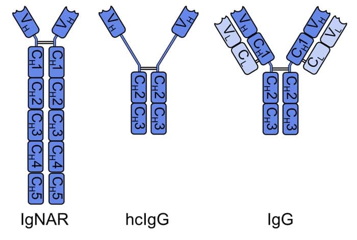 structure of antibodies structure of antibodies