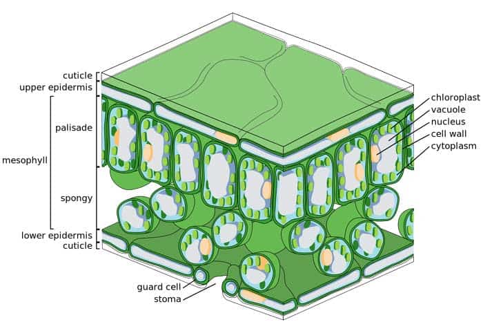 Structure of Parenchyma Cell in Plants