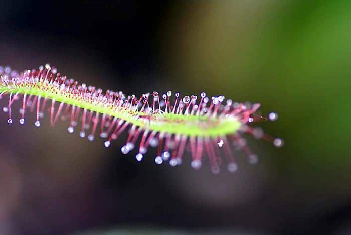 Sundew Plant Sundew Plant