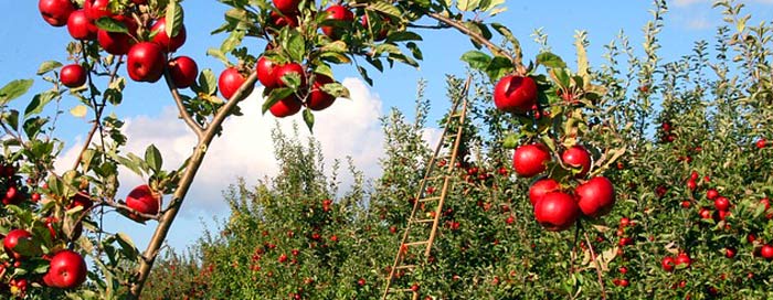 Surplus Food Production Surplus Food Production