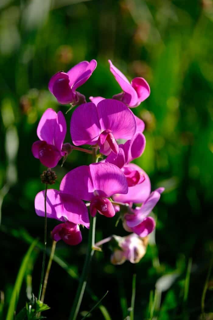 Sweet Pea Flower