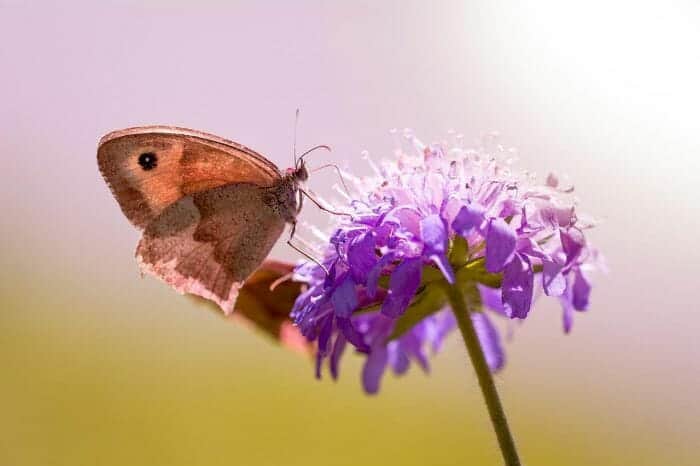 Sweet Scabious Flower