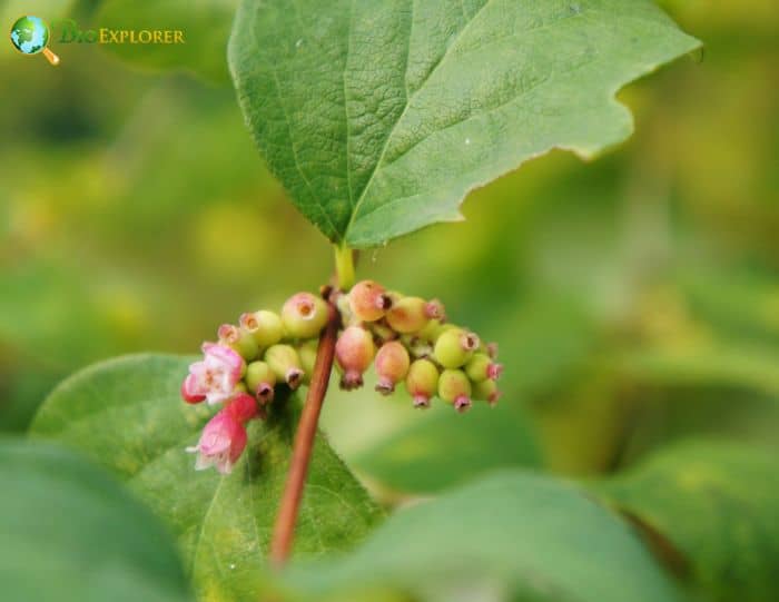 Symphoricarpos Longiflora