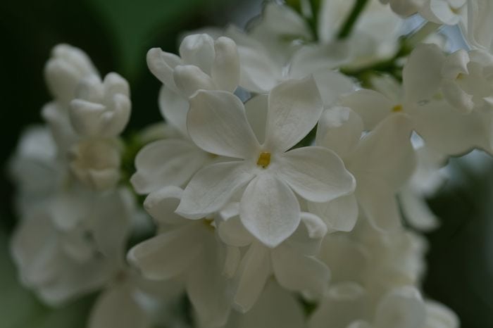idaho state flower syringa