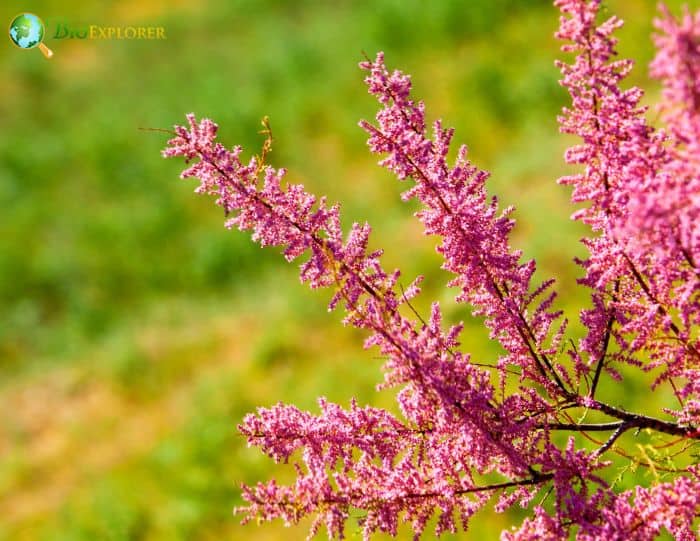 Tamarix Arceuthoides Tamarix Arceuthoides