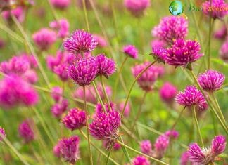 Tassel Flowers