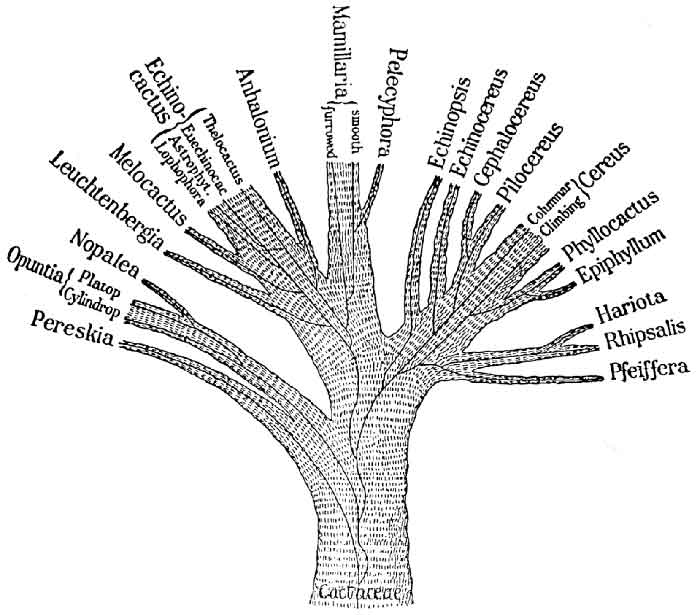 Taxonomy