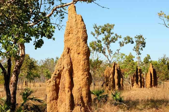 Termites - Sand Nest Termites - Sand Nest