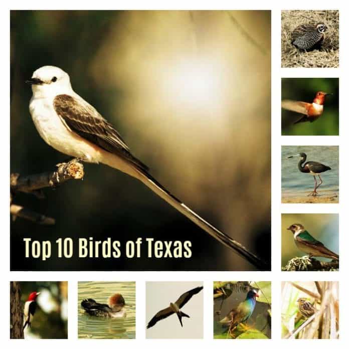Top 10 Texas Birds List Famous Birds Of Texas Texas Birds Texas Birds 696x696